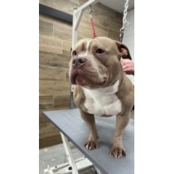 BAIN POILS COURTS 20 A 30KG 1H