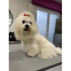 BAIN DEMELAGE POILS LONG...